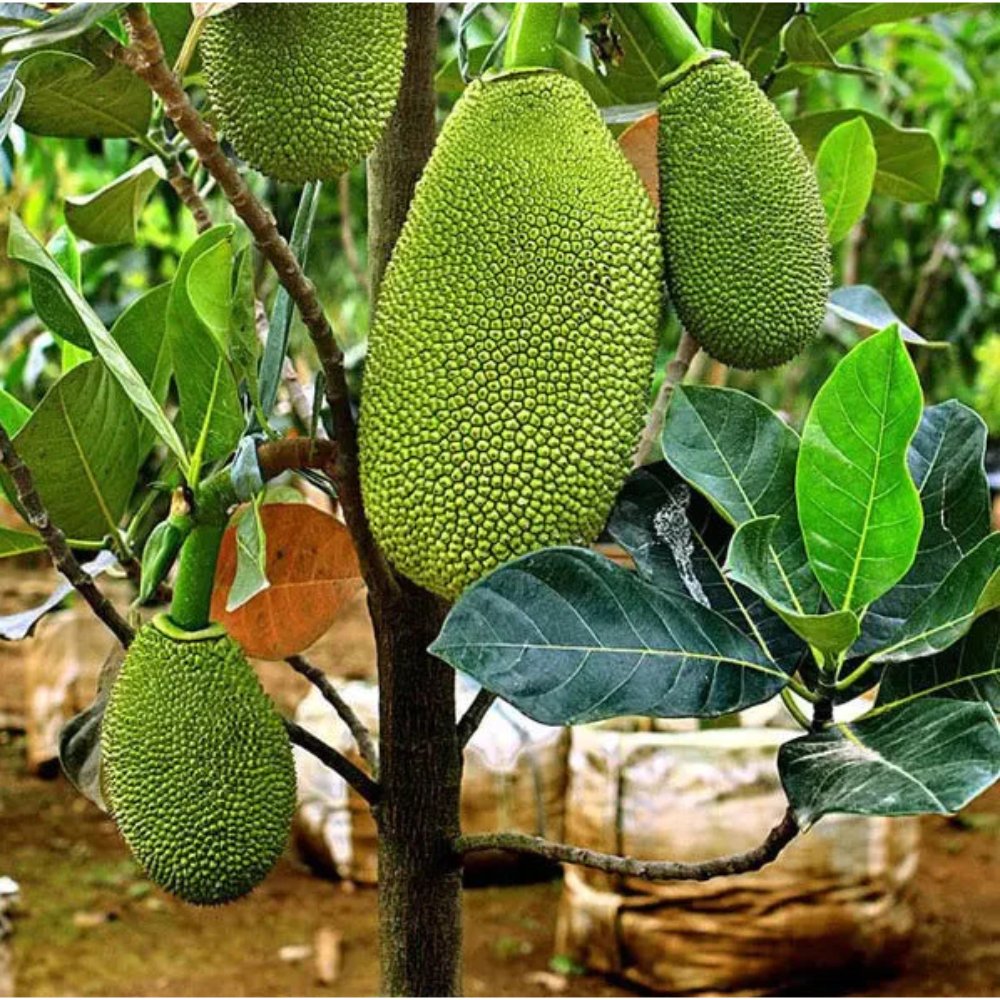 Vietnam Super Early Jackfruit(Grafted) – All Time Jackfruit
