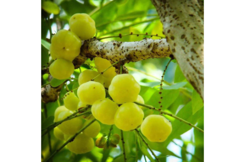 Star Gooseberry Plant – Phyllanthus Acidus Fruit Plants & Tree