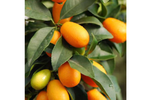 Sweet Lemon Plant / Kumquat – Fruit Plants & Tree