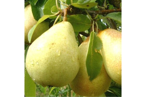 Babugosha Fruit Plants- Indian Pear Fruit Plants & Tree