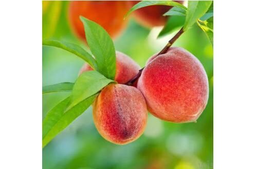 Peach Fruit Plant